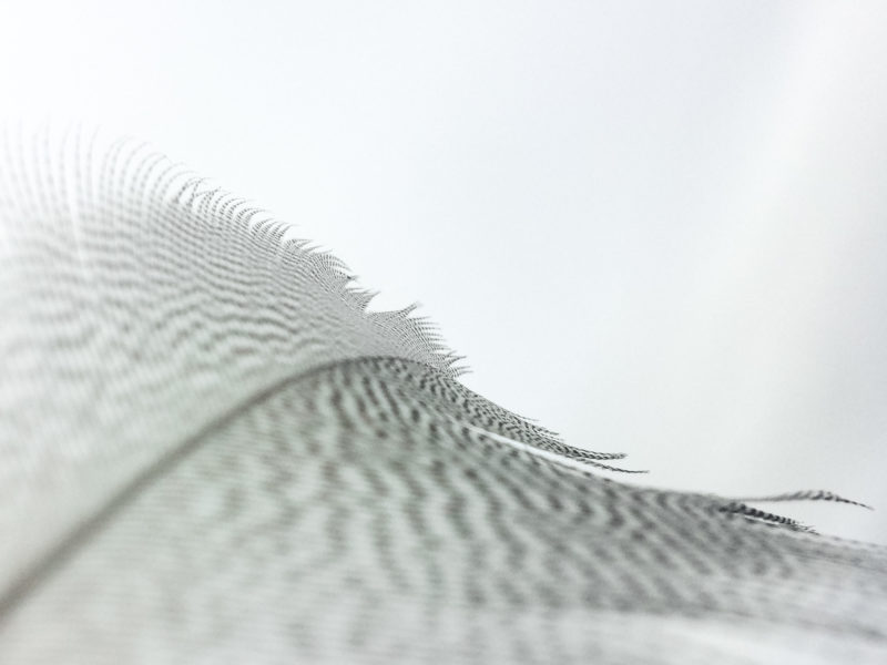 Dog experiment Creativity and Art is as fragile as a feather Aldona Kmiec Photography