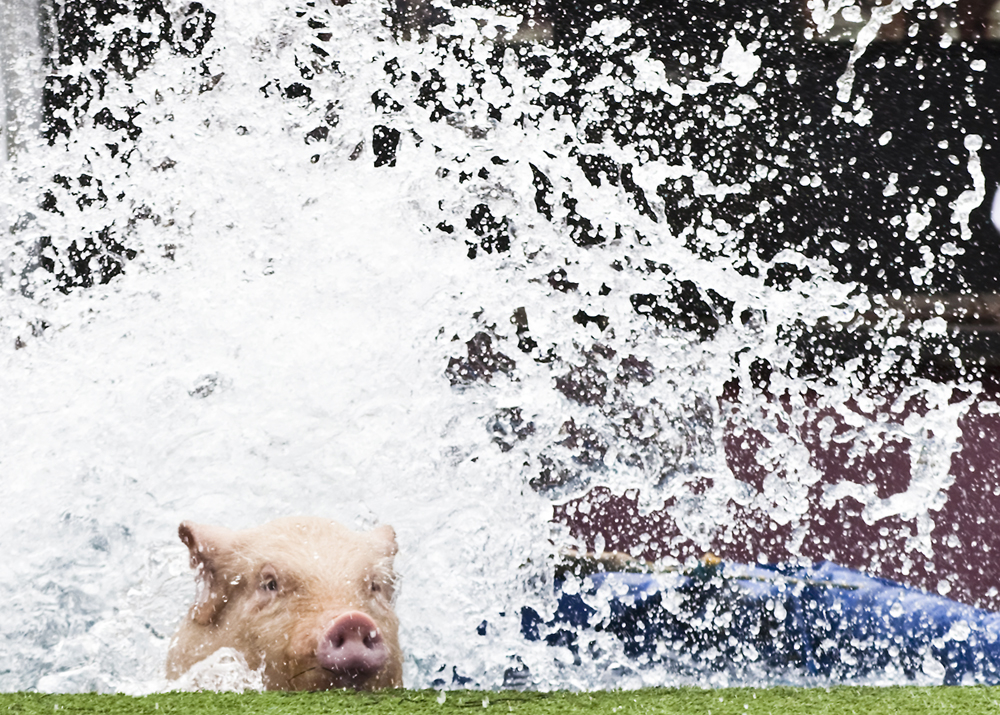 Event photographyPig racing at the Ballarat Show 2010