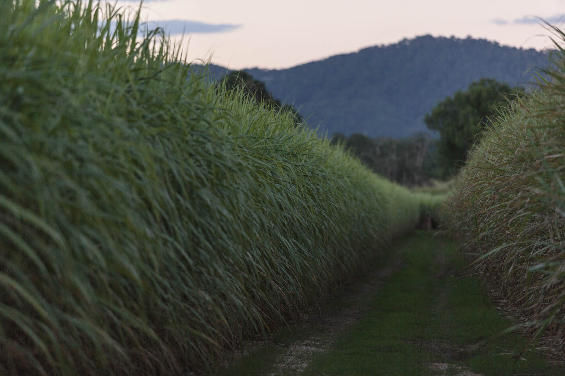 Australia roadtrip Sugar cane fields Murwillambah
