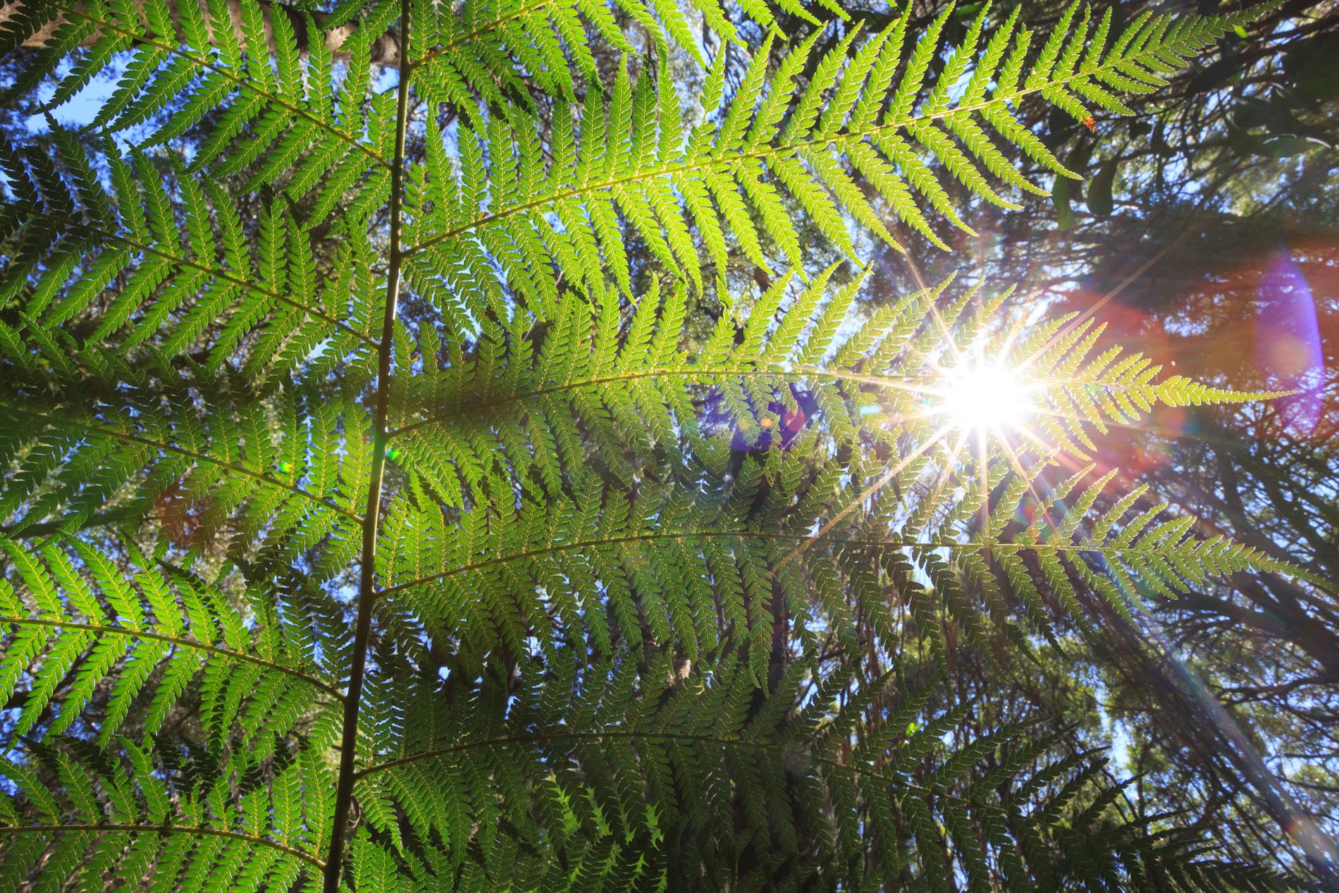 Logging old forest growth East Gippsland Gippslandia Magazine