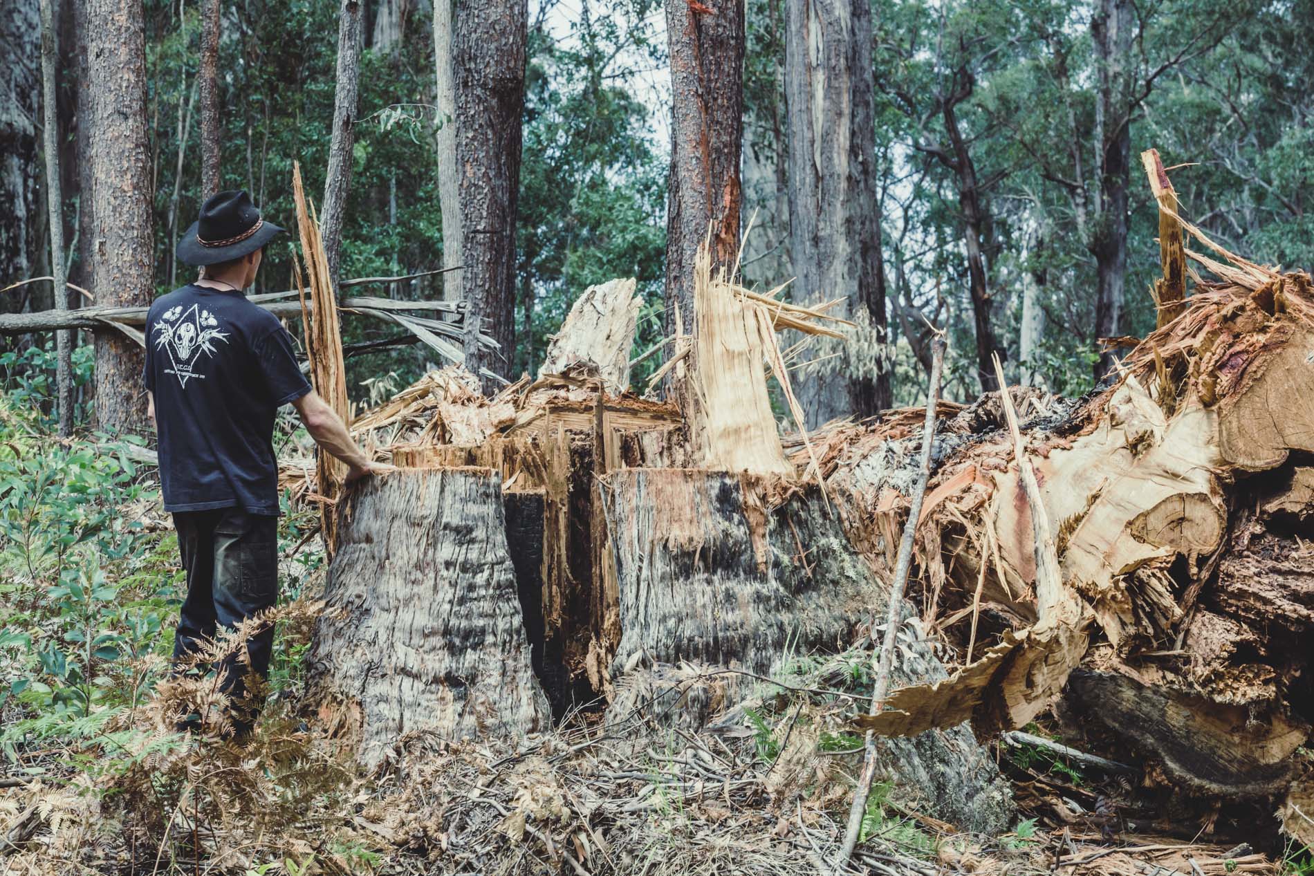 Logging old forest growth East Gippsland