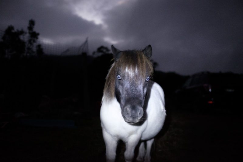 Australian Husky pony Swifts Creek Artist haunted white pony